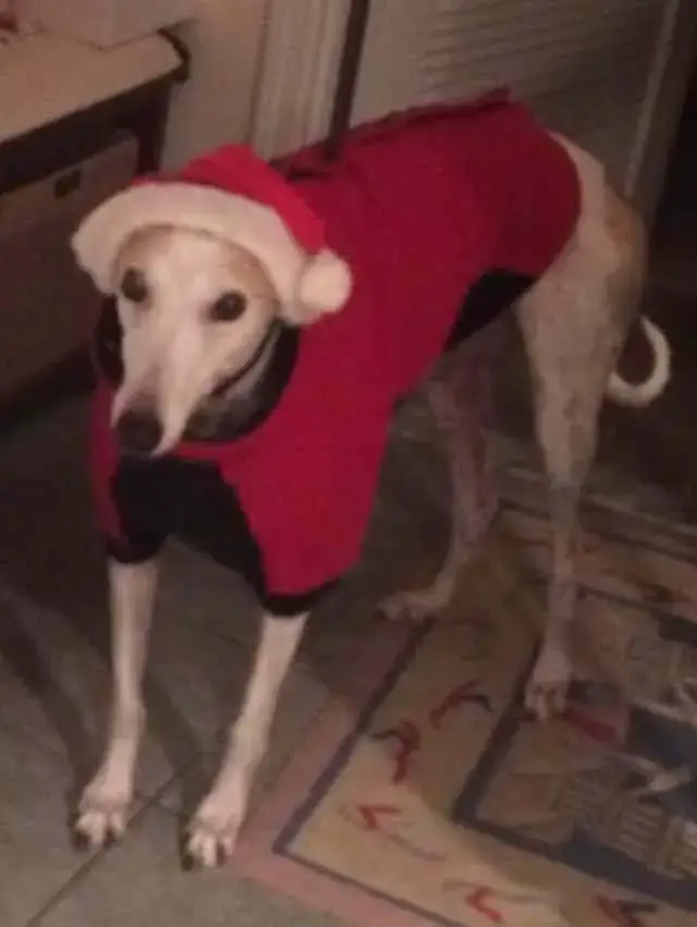 How Can I Tell If My Greyhound Is Cold Greyhound Homecare