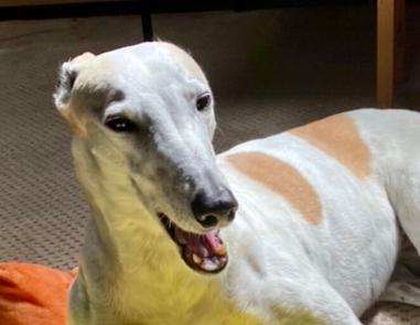 do greyhounds smile