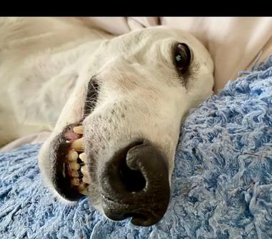 do greyhounds smile